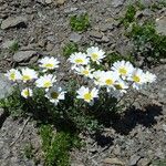 Leucanthemopsis alpina 花