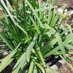Tulbaghia simmleri Hoja
