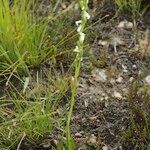 Spiranthes aestivalis Habit