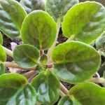 Saintpaulia ionantha Hoja