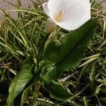 Zantedeschia aethiopica Flower