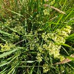 Galium × pomeranicum Kwiat