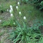 Amianthium muscitoxicum Flor