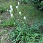 Amianthium muscitoxicum Kukka