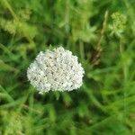 Achillea nobilis Blüte