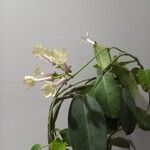 Stephanotis floribunda Flor
