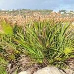 Chamaerops humilis Hábitos