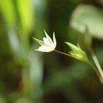 Sabulina tenuifolia Flower