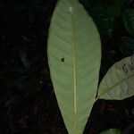 Pouteria bangii Leaf