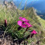 Dianthus pavonius Цвят
