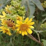 Smallanthus uvedalia Flower