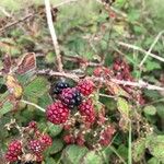 Rubus gratus Frukt