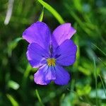 Viola calcarata Cvet