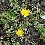 Taraxacum dissectum 花