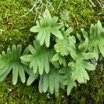 Polypodium cambricum Leaf