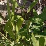 Polysphaeria multiflora Fruto