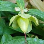 Hypericum calycinum Fruit