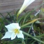 Zephyranthes atamasco Λουλούδι
