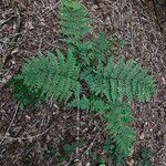 Dryopteris carthusiana Hábito