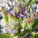 Verbena bracteata 其他