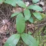 Clintonia umbellulata 葉