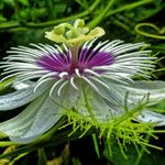 Passiflora foetida Цвят