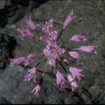 Allium acuminatum Çiçek