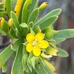 Suriana maritima Flower