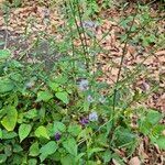 Verbena litoralis Flower