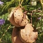Jacaranda mimosifolia 果