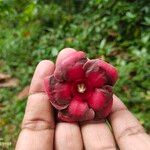 Wrightia coccinea ফুল