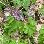 Corydalis cavaКветка