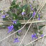 Viola rupestris Flower