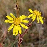 Senecio inaequidensBlomst