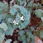 Pelargonium odoratissimum Žiedas