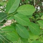 Cleistanthus ripicola Hoja