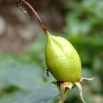 Hypericum grandifolium Kita