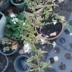 Symphyotrichum lateriflorumΦύλλο