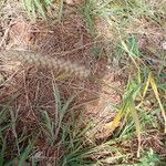 Cenchrus pedicellatus Mosusu