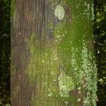 Oenocarpus bataua Bark