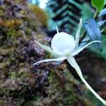 Angraecum expansum 花