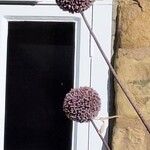 Angelica gigas Fiore