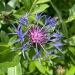 Centaurea triumfettiiКвітка