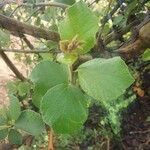 Cordia monoica Feuille