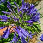 Agapanthus campanulatus Fiore