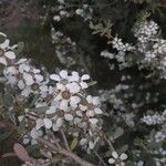 Leptospermum laevigatum Fleur