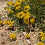 Helenium amarum Kvet