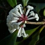Pittosporum aliferum Цветок