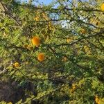 Vachellia hockii Лист