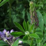 Lupinus polyphyllus Hoja